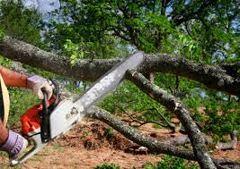 Best Tree Preservation Services  in Annapolis, MD