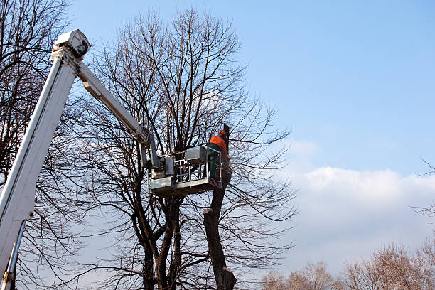 Trusted Annapolis, MD Tree Services Experts