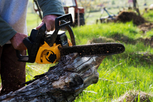 How Our Tree Care Process Works  in  Annapolis, MD